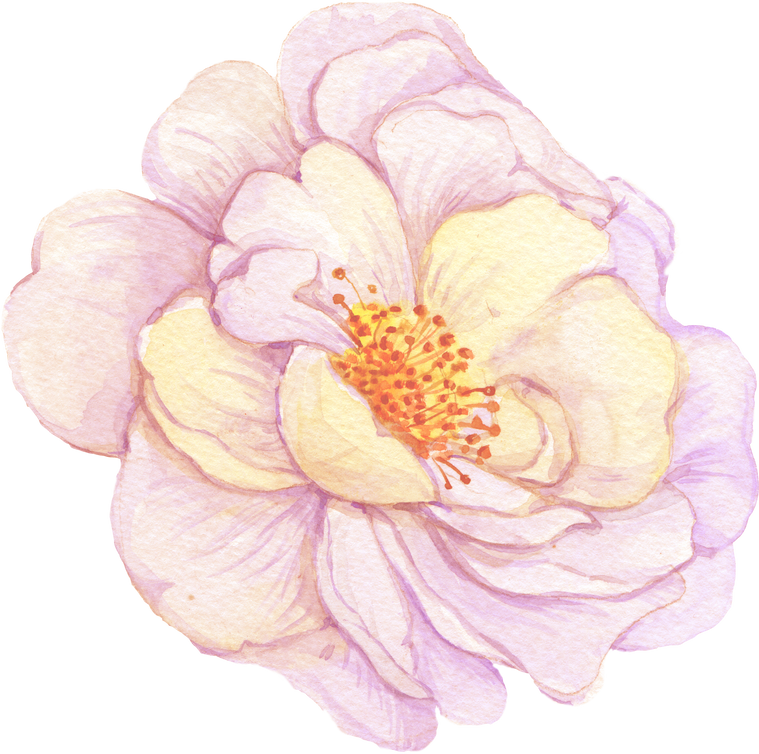 Flower Watercolor Wild Rose Briar Element