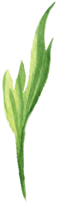 leaf flower watercolor