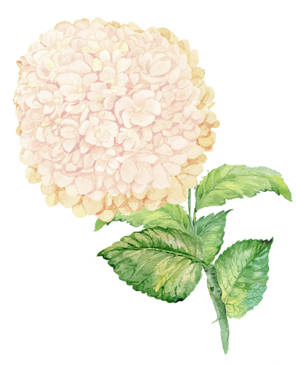 hydrangea watercolor