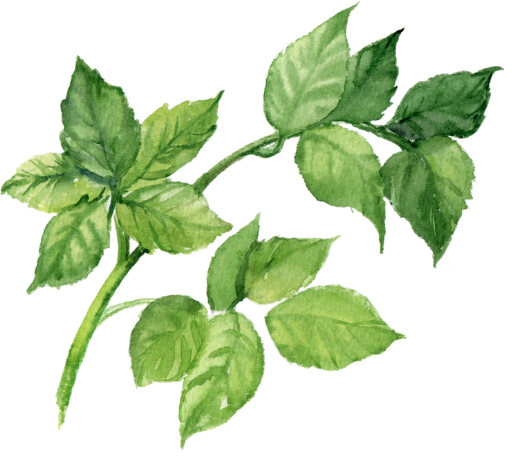 Green Leaves Watercolor Rosehip Element