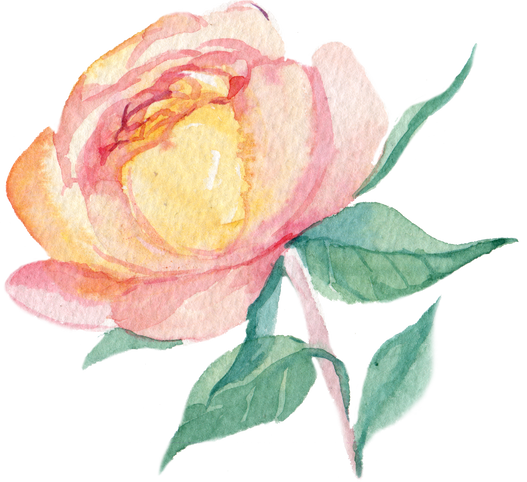 rose watercolor element