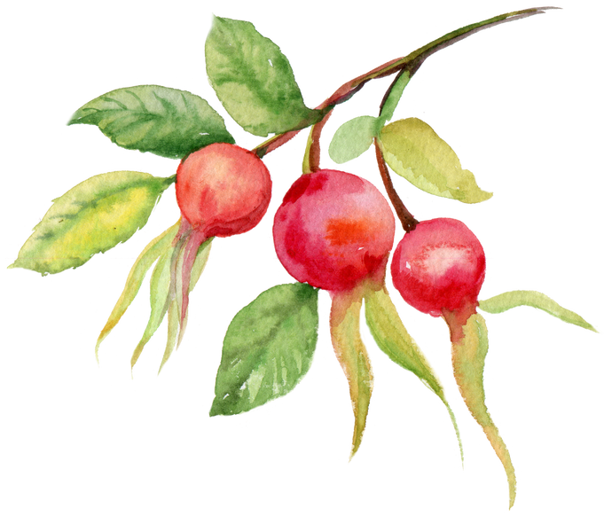 Berry Watercolor Rosehip Element