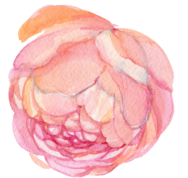 rose watercolor element