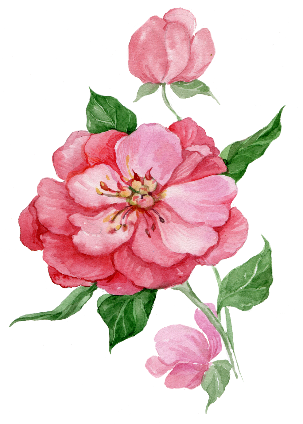 Flower Watercolor Wild Rose Briar Element